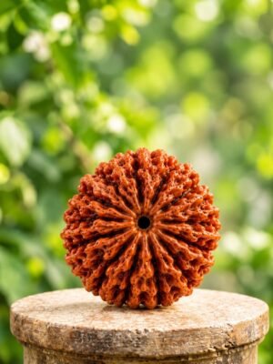 Das Mukhi Rudraksh