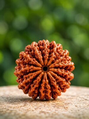Thirteen Mukhi Rudraksh(Triodash Mukhi)