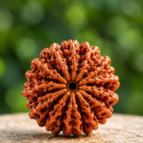 Thirteen Mukhi Rudraksh(Triodash Mukhi)